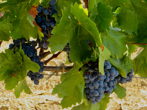 Purple grape clusters in a green canopy of leaves.