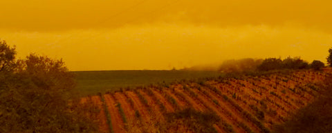 Panorama of vineyards and hills tinted orange with wildfire smoke.