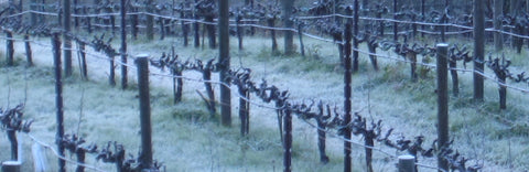 Pruned grapevines sleeping in winter.