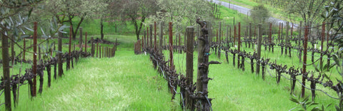 Gannon Vineyard fully pruned