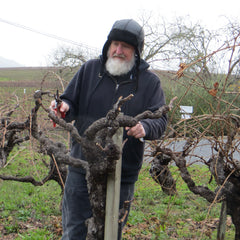 Bill Frick pruning grapevine