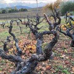 Pruned vine in the vineyard
