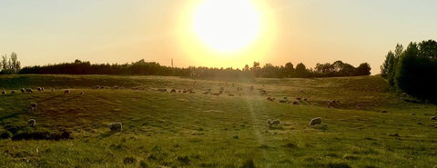 Græssende får på Højbogård ved Helsinge