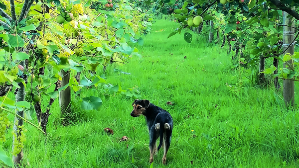 A small black dog standing in an orchard