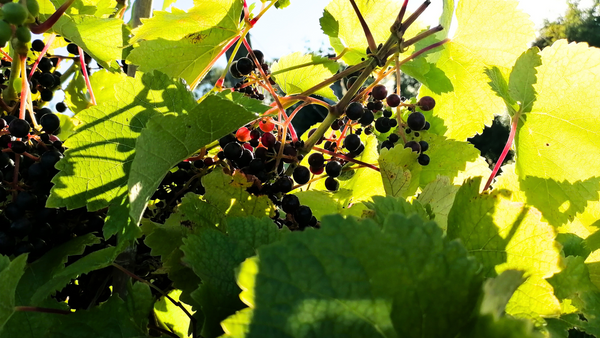 Sun drenched black grapes on their vine