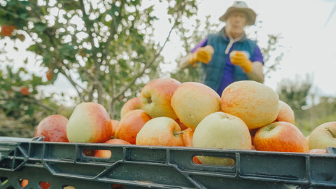 pile of cider apples ready for pressing