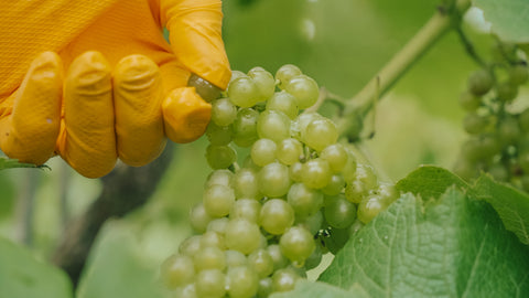 harvesting solaris grapes from vines