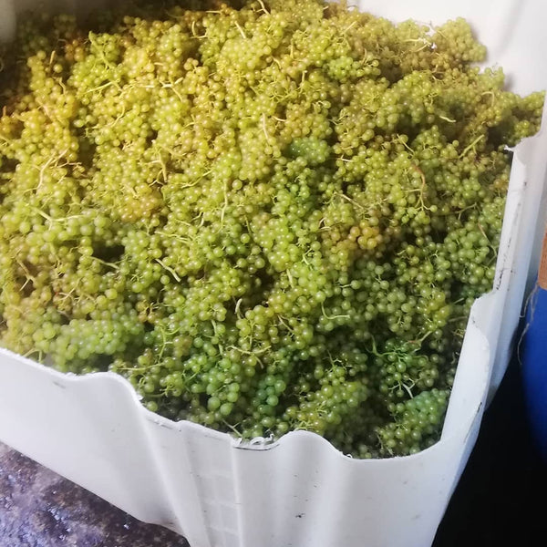 white grapes in a large container, just after being picked