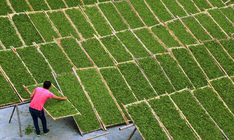 White tea drying - Thé blanc séchage