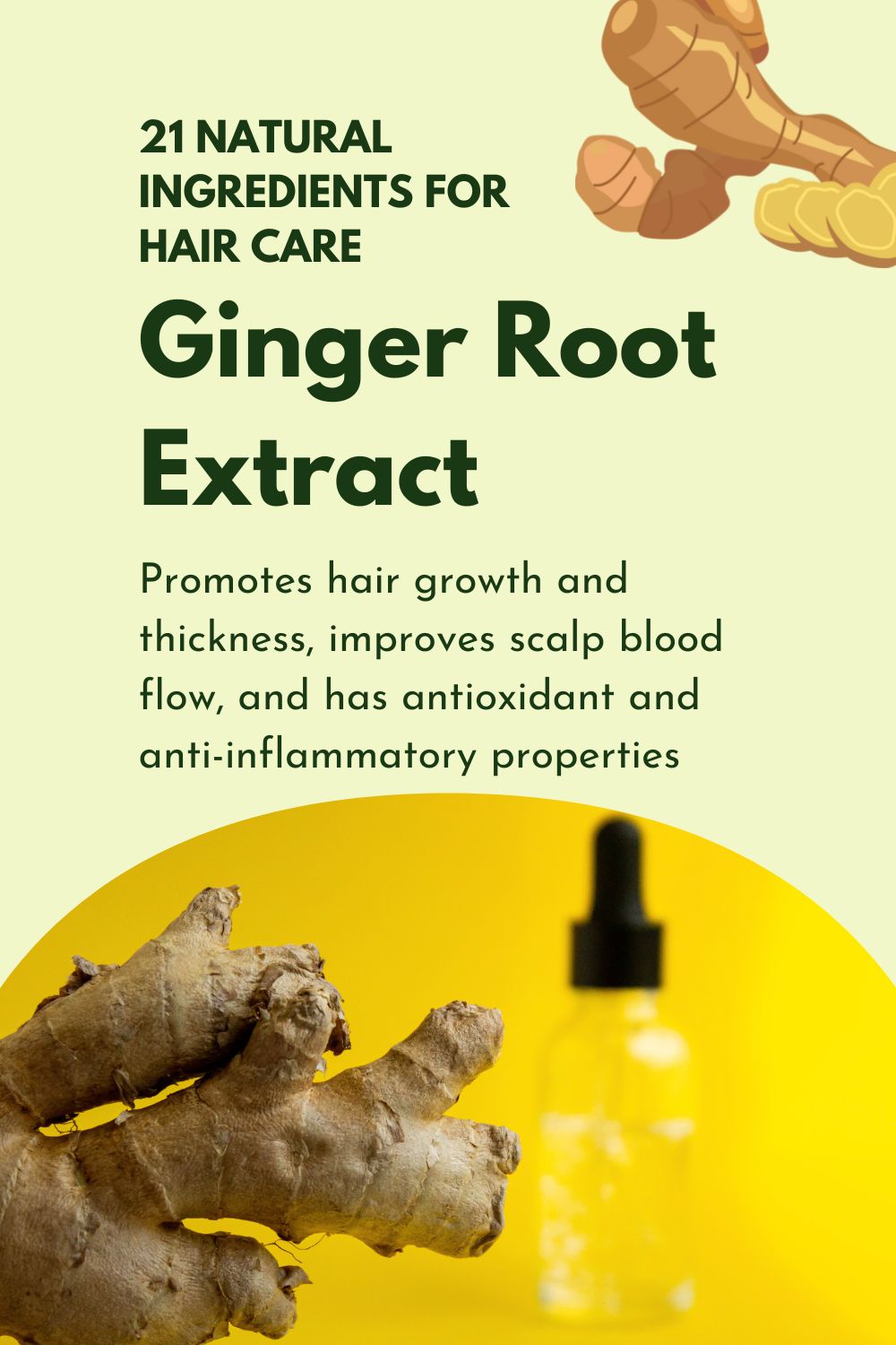 Ginger Root Extract - Promotes hair growth and thickness, improves scalp blood flow, and has antioxidant and anti-inflammatory properties