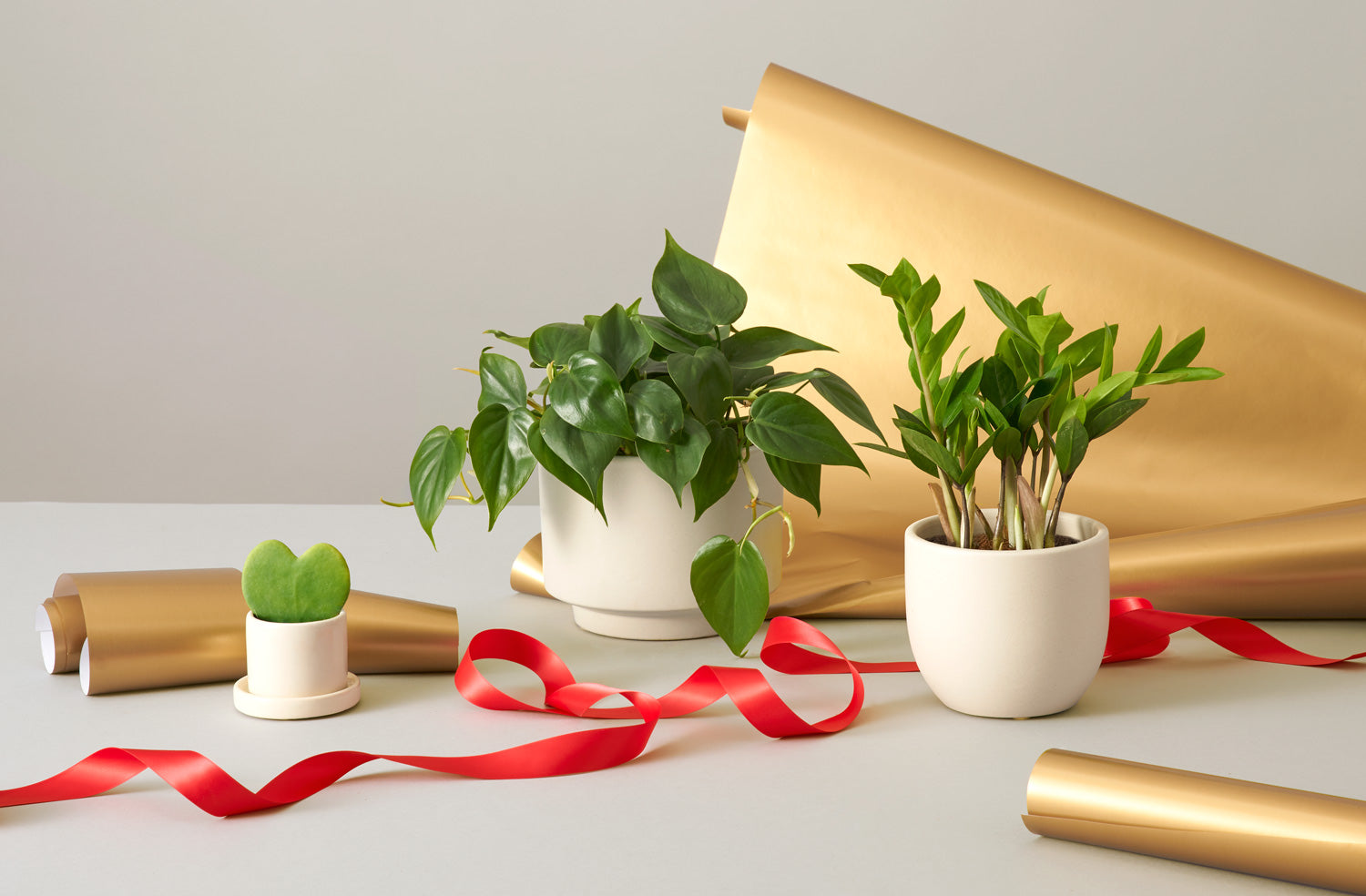 5 Unique and Creative DIY Christmas Plant Gift Ideas