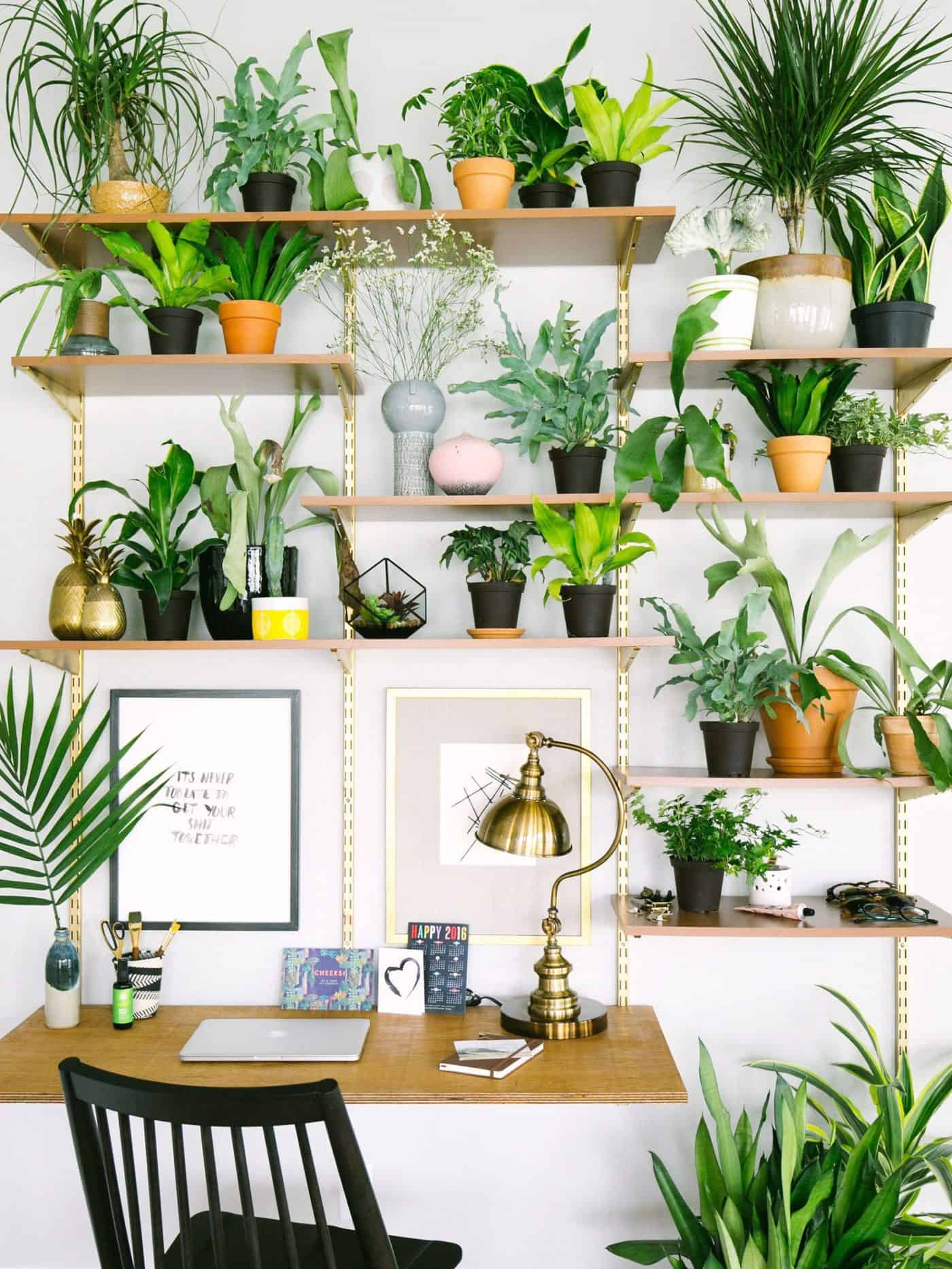 10 Best Home Office Plants to Boost Your Productivity Omysa