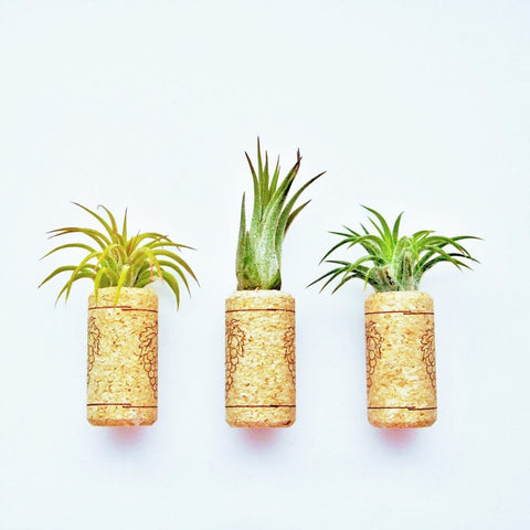 82 Best Air Plant Display Ideas  air plant display, plant display ideas, air  plants