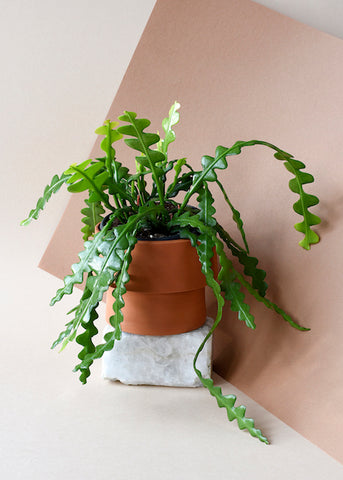 Plant of the Week: Zigzag plant