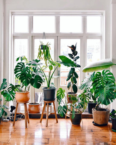 https://cdn.shopify.com/s/files/1/0417/7140/1380/files/Increase_the_Humidity_for_Houseplants_Image_1_480x480.jpg?v=1600967107