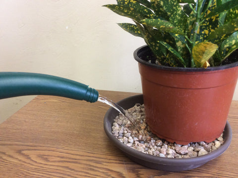 Create a DIY Humidity Tray for Your Plants