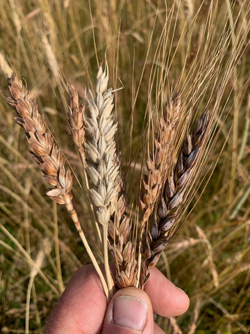 Grains at Bruern