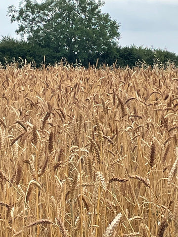 Grains at Bruern