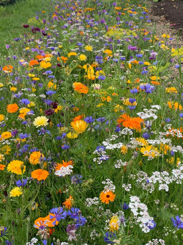 Wildflowers in a field