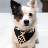 tonino dog model for fashion bandana