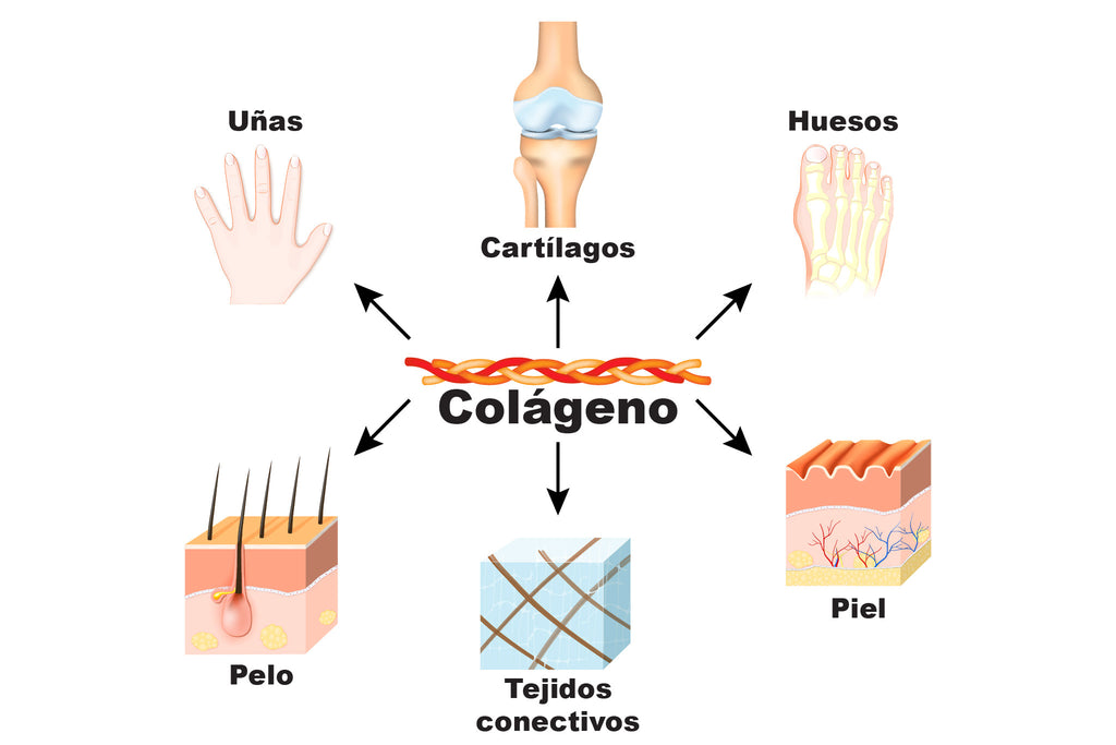 ¿Qué es el colágeno? CH Vital