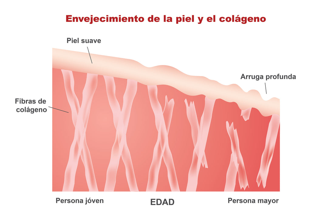 El colágeno y el envejecimiento de la piel CH Vital