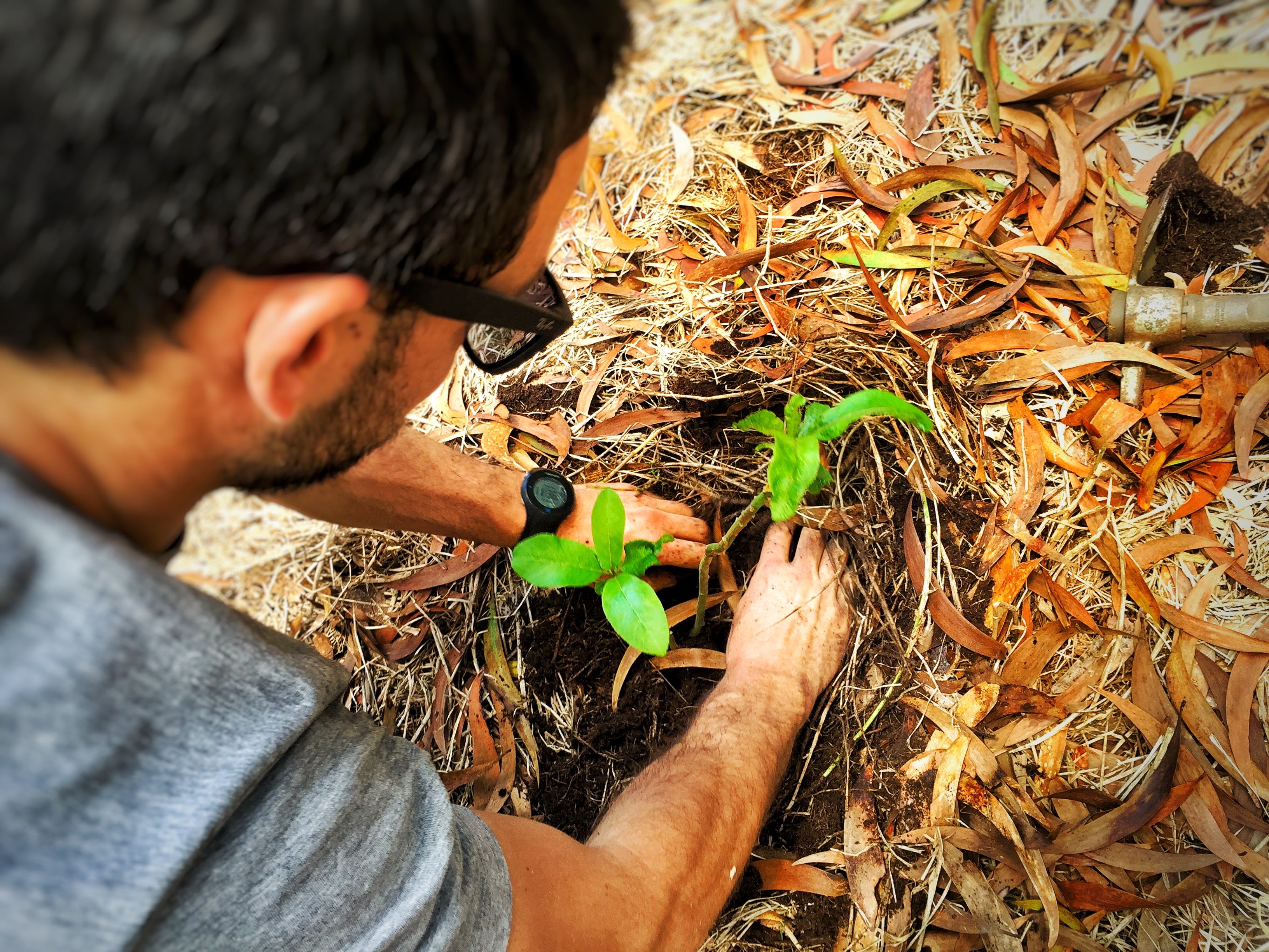 James Hattam Planting a Tree