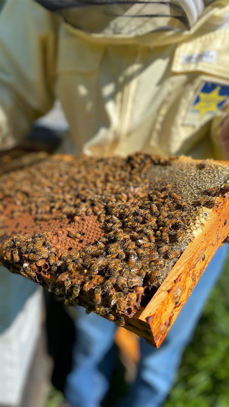 bees on a honeycomb