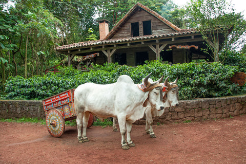 Costa Rican Traditional Oxcart Wagon for Carrying Coffee