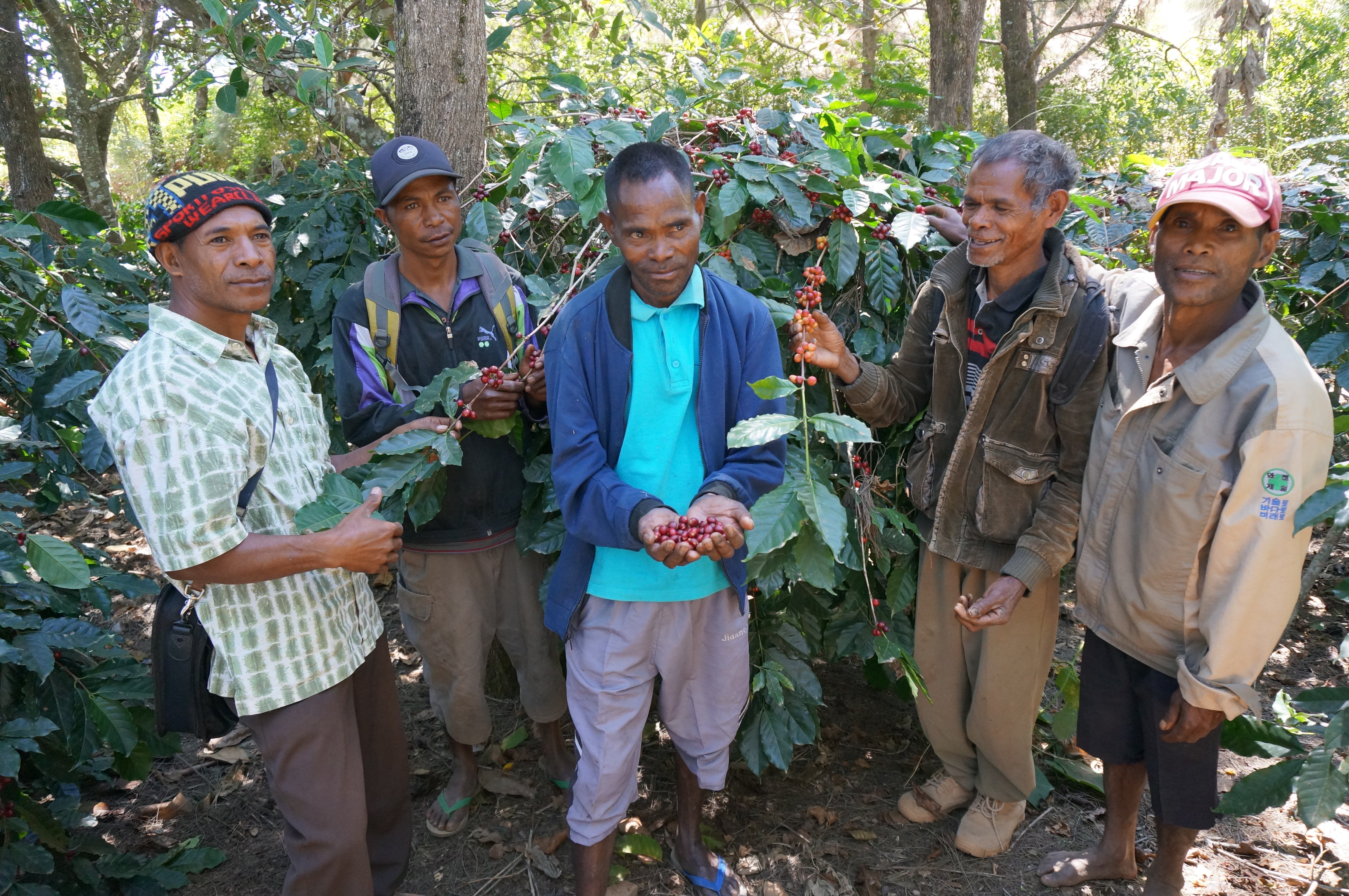 Cerezos Goulala Timor Oriental