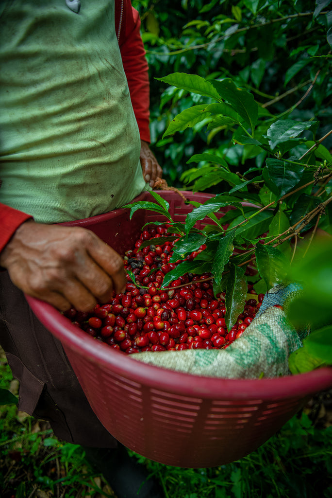 Hacienda La Esmeralda Geisha picking coffee