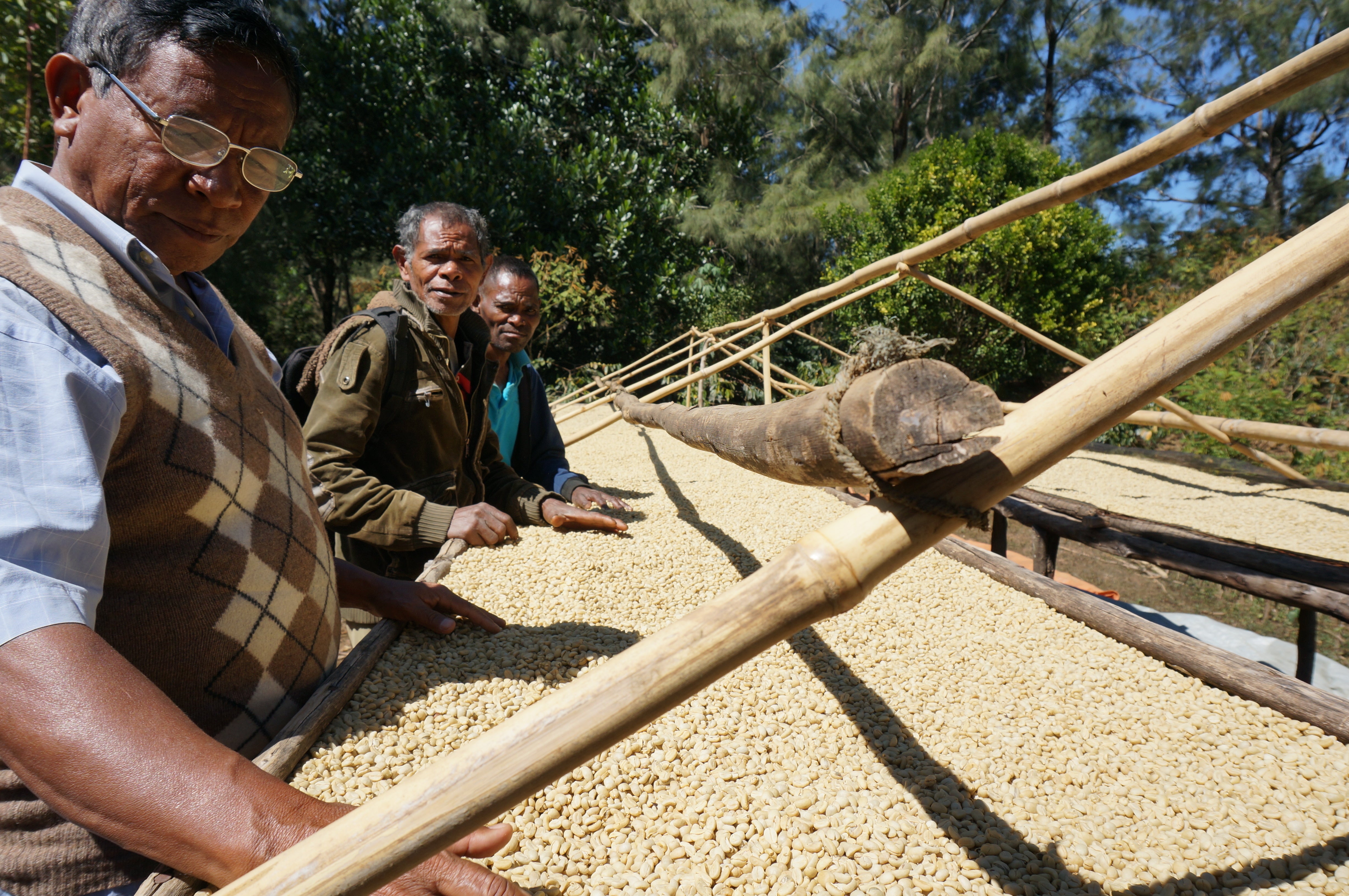 Goulala washed coffee from East Timor