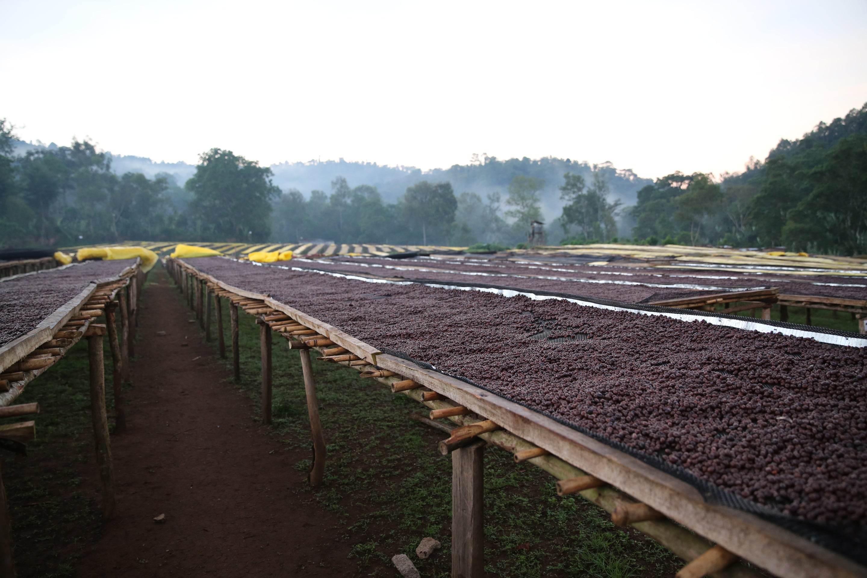 Café procesado naturalmente Guji Etiopía