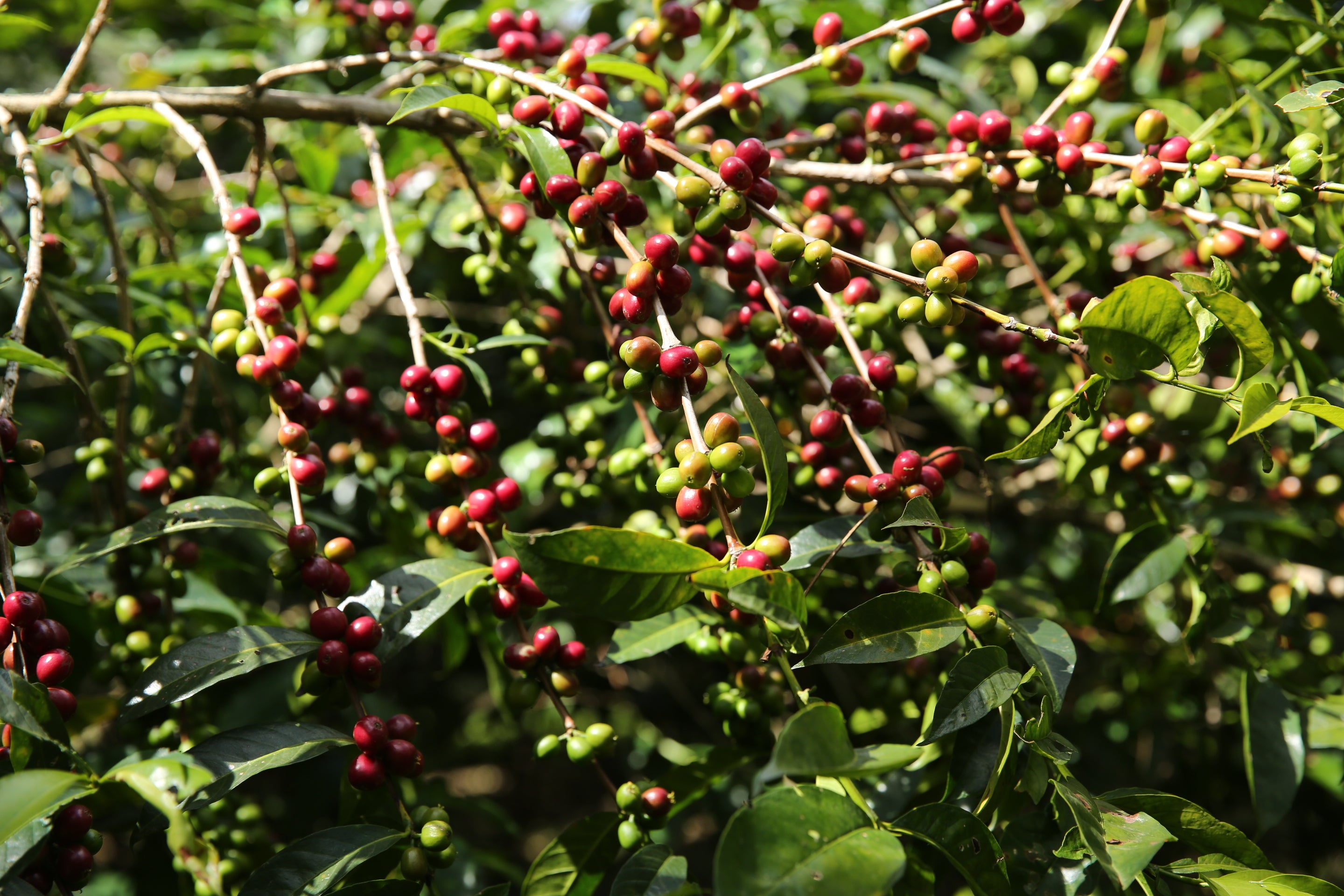 Cafetos en Guji Etiopía