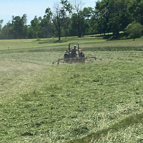 Using a hay tedder to spread out the hay for natural sun drying