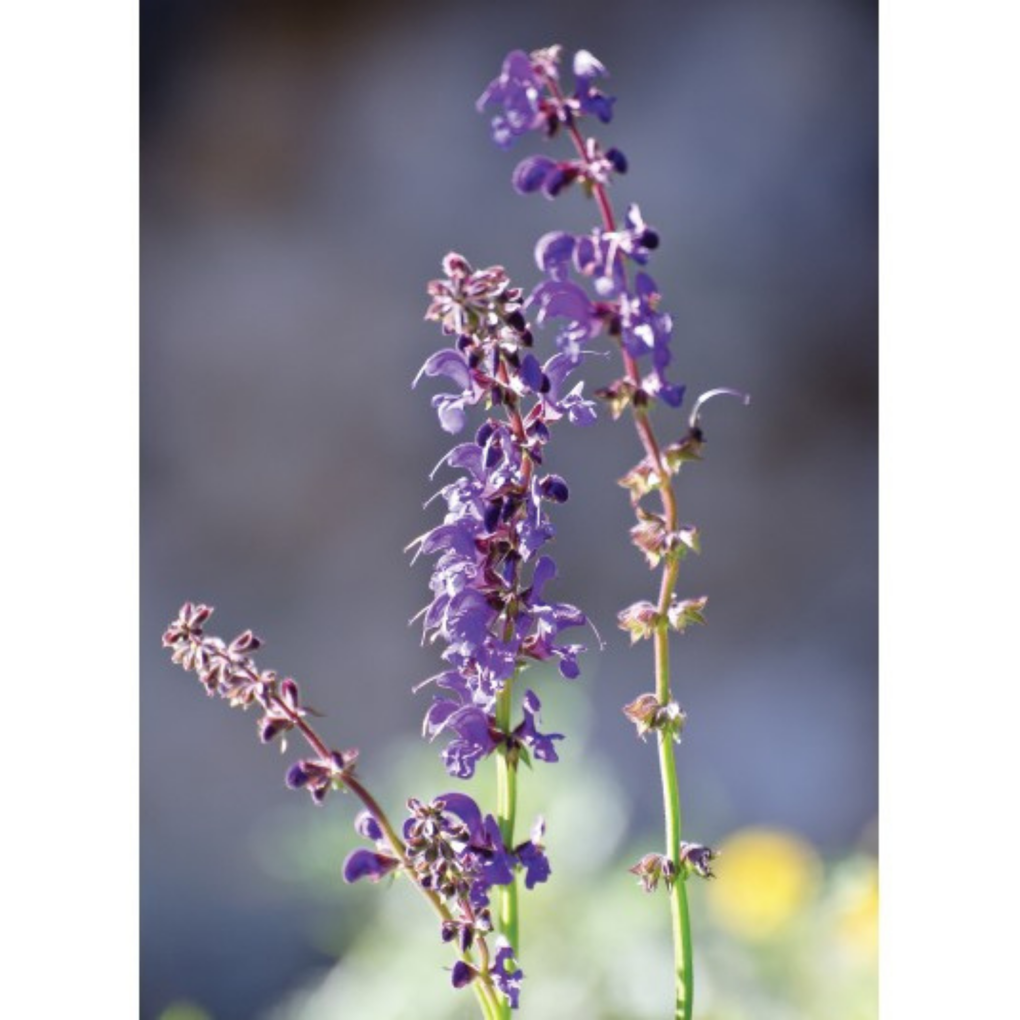 Auroma Clary Sage French Essential Oil (0.33 fl oz) #10174