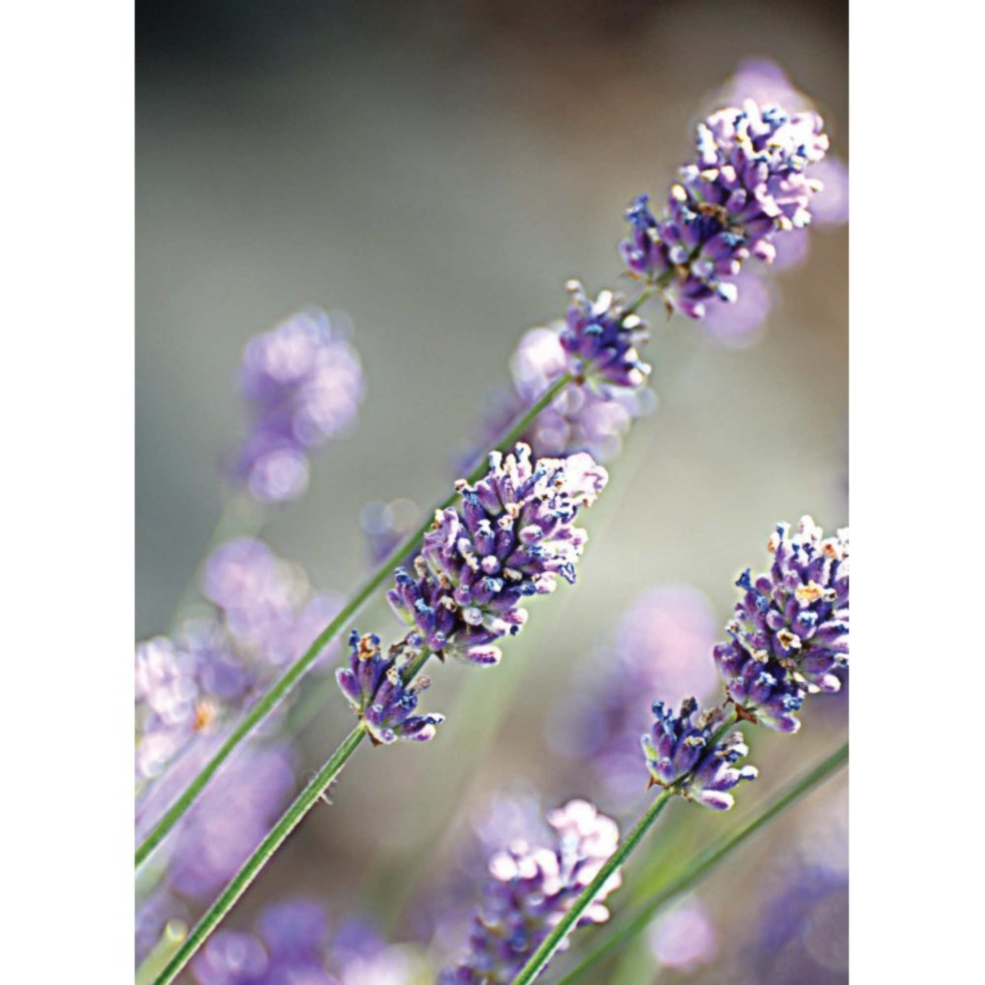 Auroma Lavender French Population Essential Oil (0.33 oz) #10085039