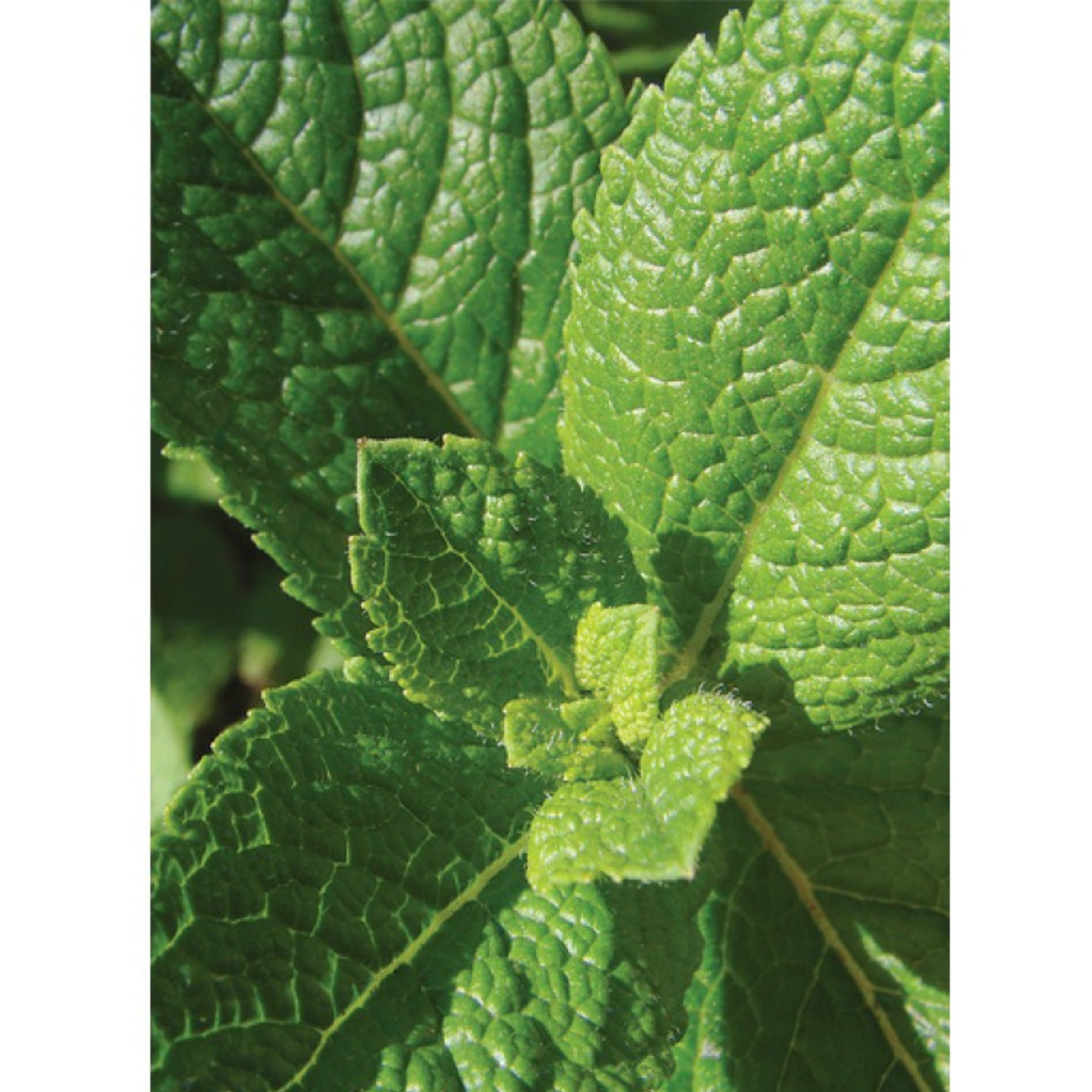 Auroma Spearmint Essential Oil (0.33 fl oz) #10269