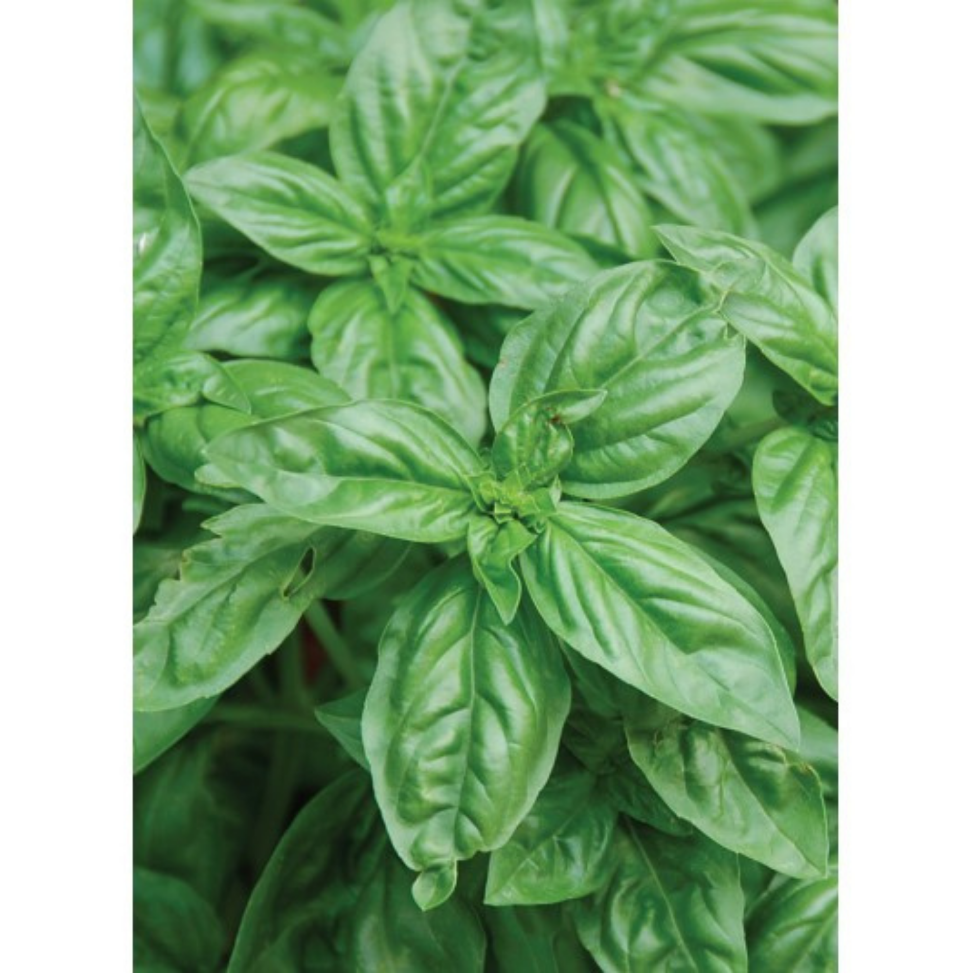 Auroma Basil Essential Oil (0.33 fl oz) #10149