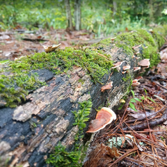 Fallen log with Mushrooms