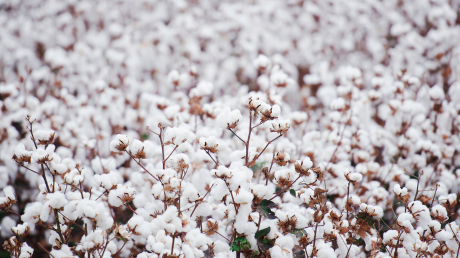 How Does Cotton Fabric Impact the Environment?