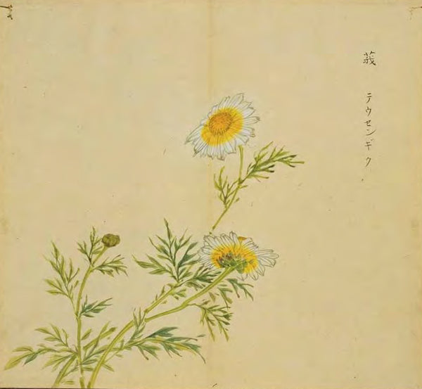 E, the object plant of the poem Liao E, has another name "holding mother Hao". (Image from Ancient Paintings of Famous Items in Classic of Poetry by Japanese scholars in Edo period.)