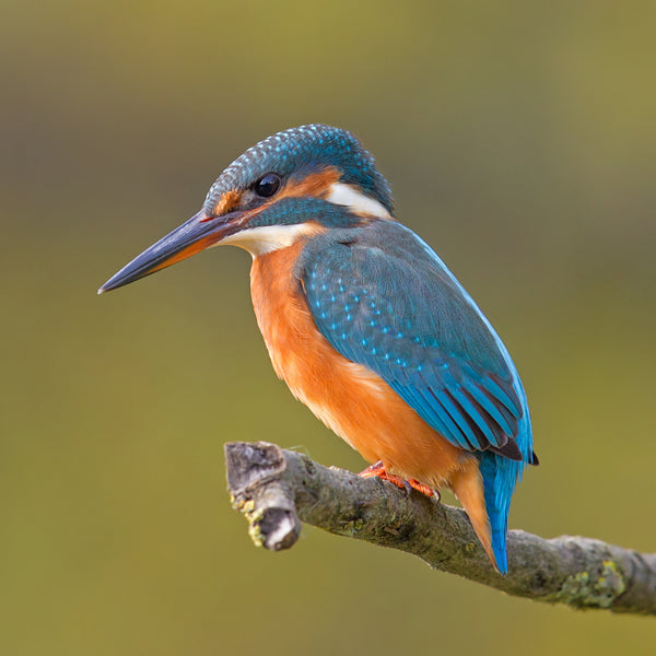 A common kingfisher, probably the only species of kingfisher whose populations aren't endangered. (WikiCommons)