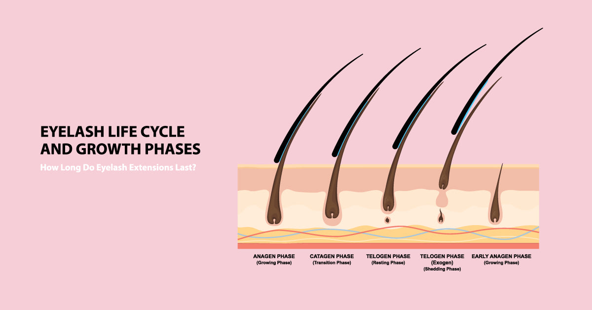 eyelash life cycle
