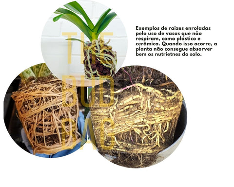 raizes enroladas de plantas em vasos de plástico