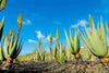 photo of aloe vera for aos Skincare