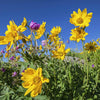 aos Skincare Arnica Flowers