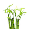 Photo of bamboo for aos Skincare