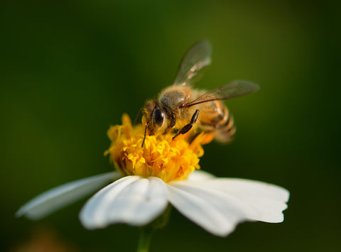 image of a bee