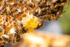 Photo bee on honeycomb for aos Skincare